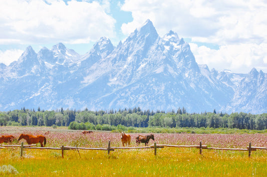 Horses Beneath Grand Teton