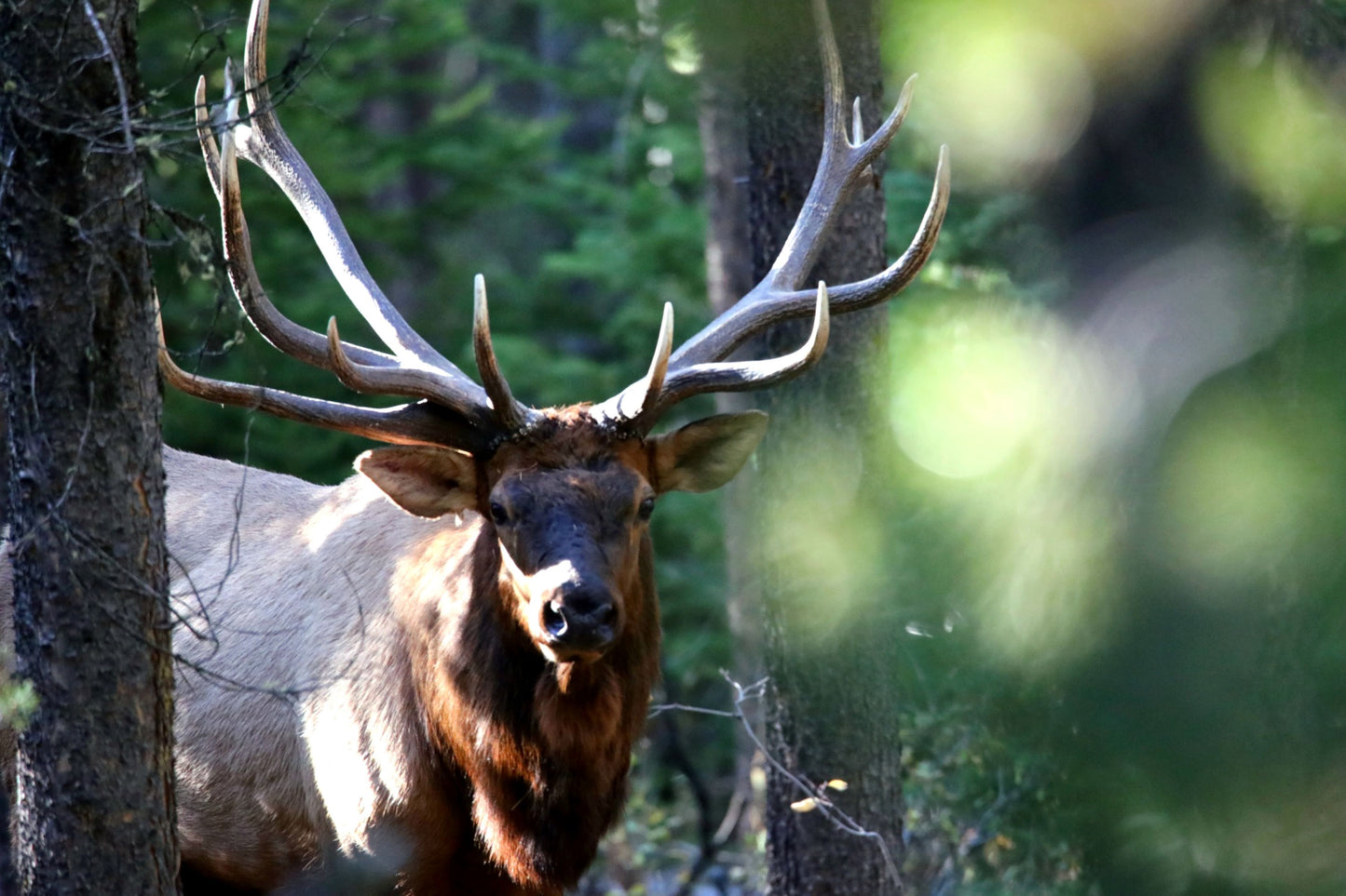 Massive Bull Elk