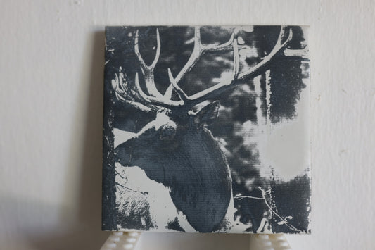 Massive Bull Elk Coaster