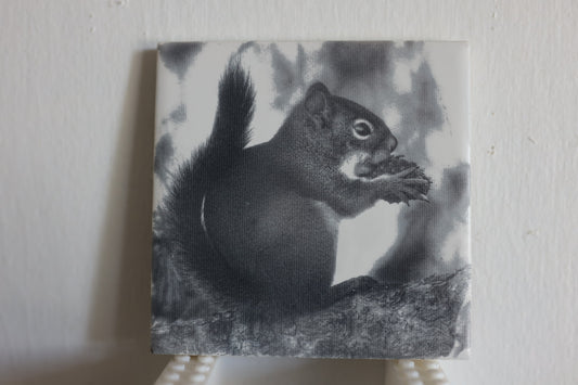 Hungry Squirrel Coaster