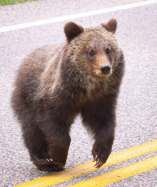 Lone Cub