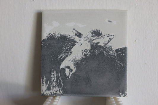 Moose Mamma Coaster