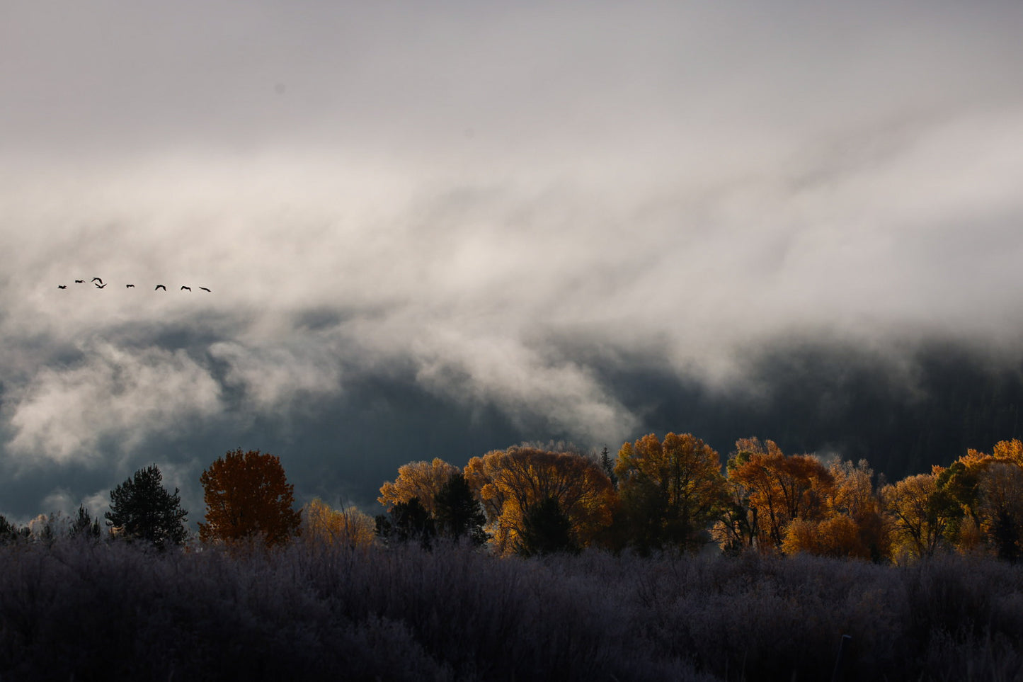 Morning Mist over Autumn Gold