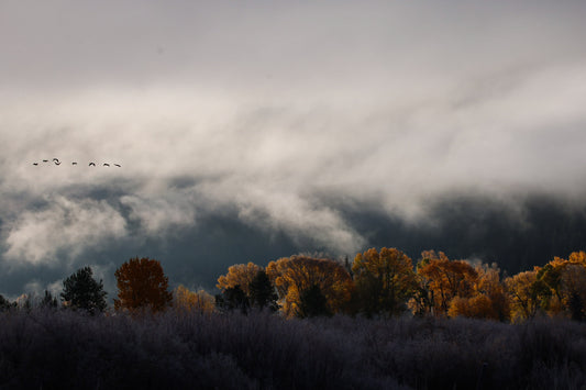 Morning Mist over Autumn Gold