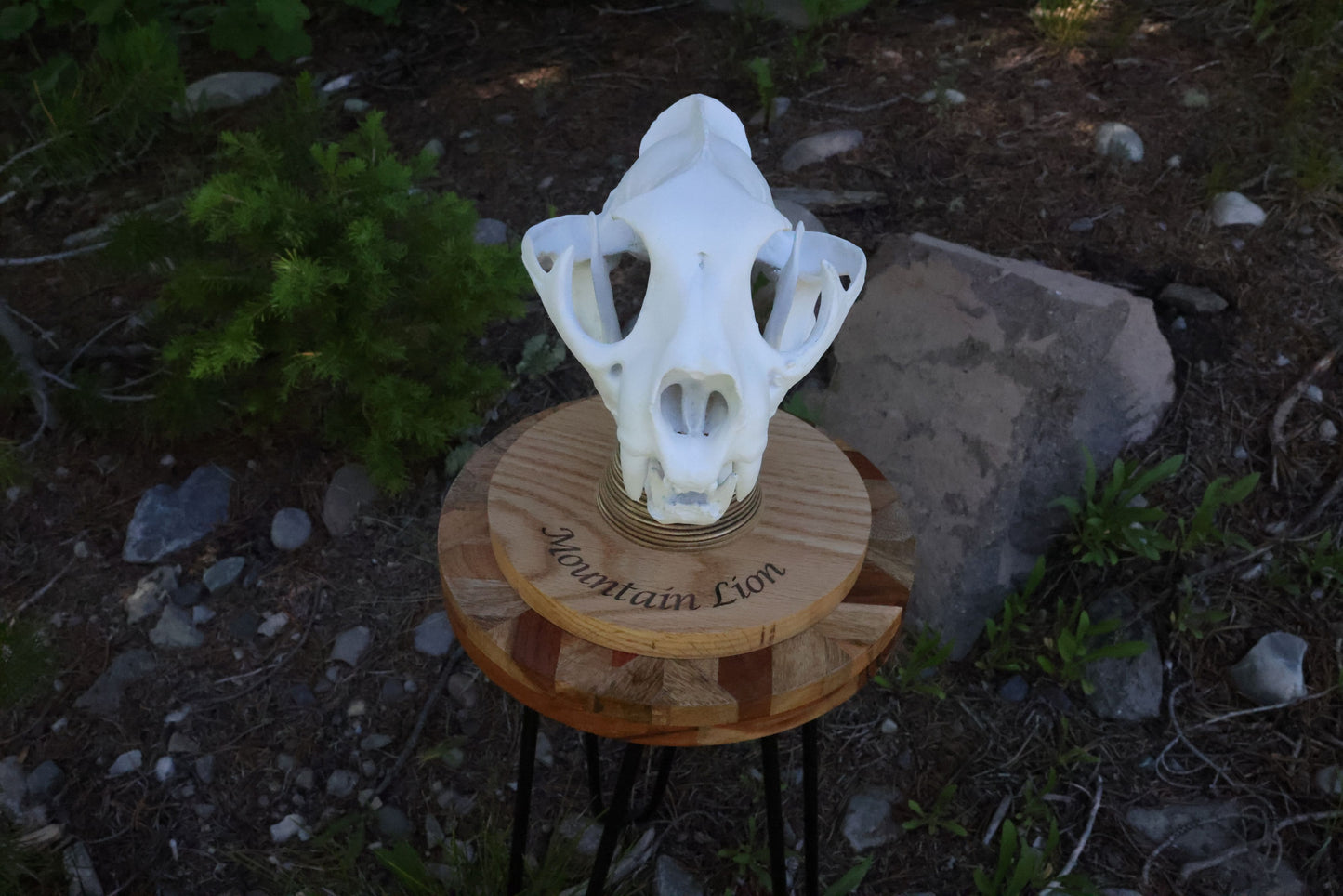 3D Printed Mountain Lion Skull