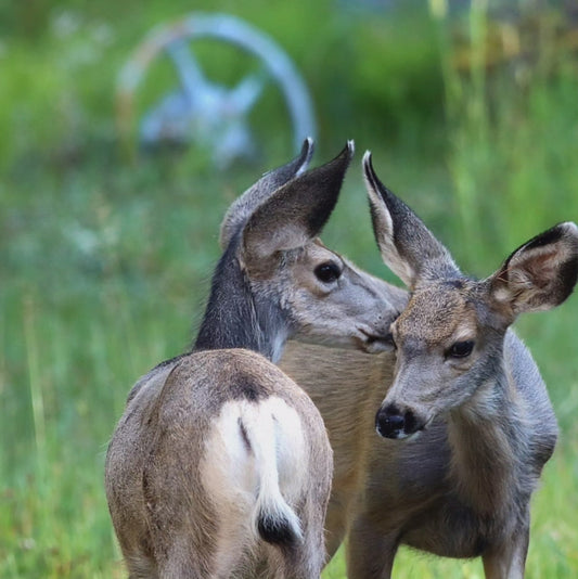 Mule Deer Fawns