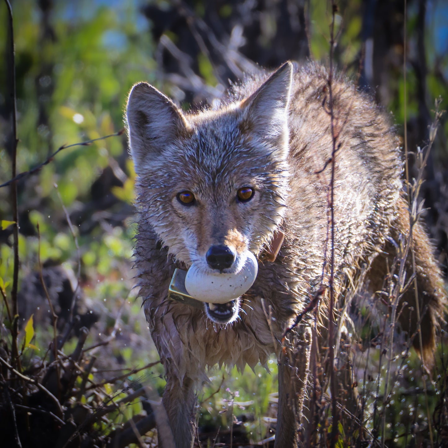 Nature's Bandit