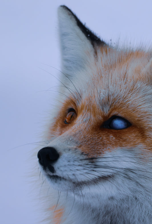 One-Eyed Fox