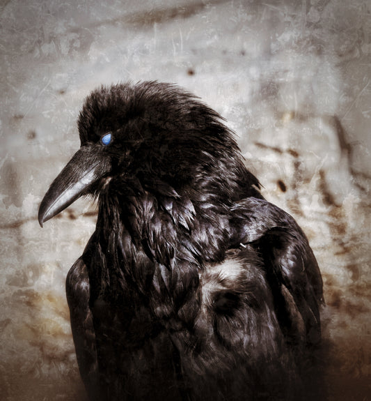 Ragnarok Raven