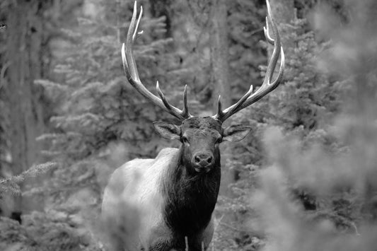 Stare Down