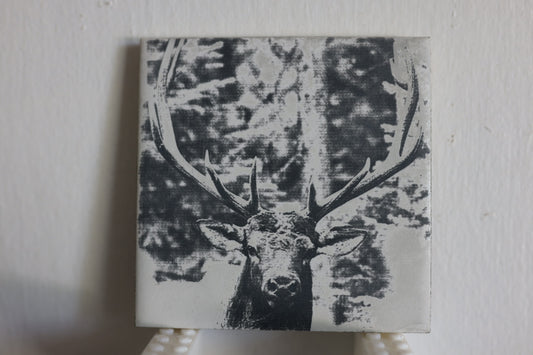 Stare Down Coaster