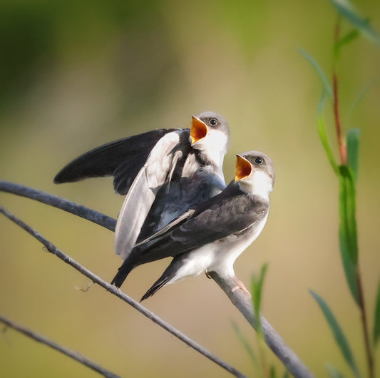 Two Young Voices