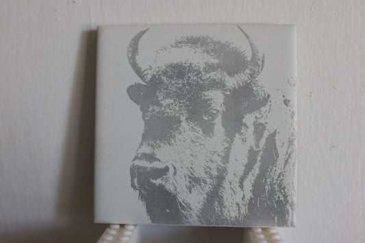 Young Bison Coaster